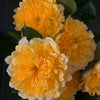Fireworks Ruffle Rose – Unique Chrysanthemum-Like Blooms from the Netherlands