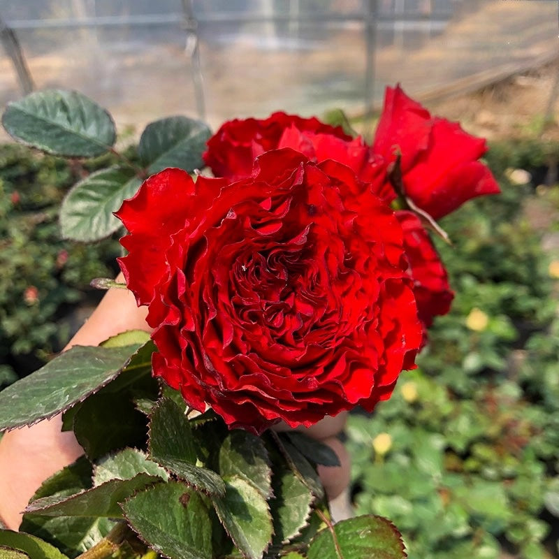 First Edition Rose Plant: Resilient Beauty for Vibrant Gardens
