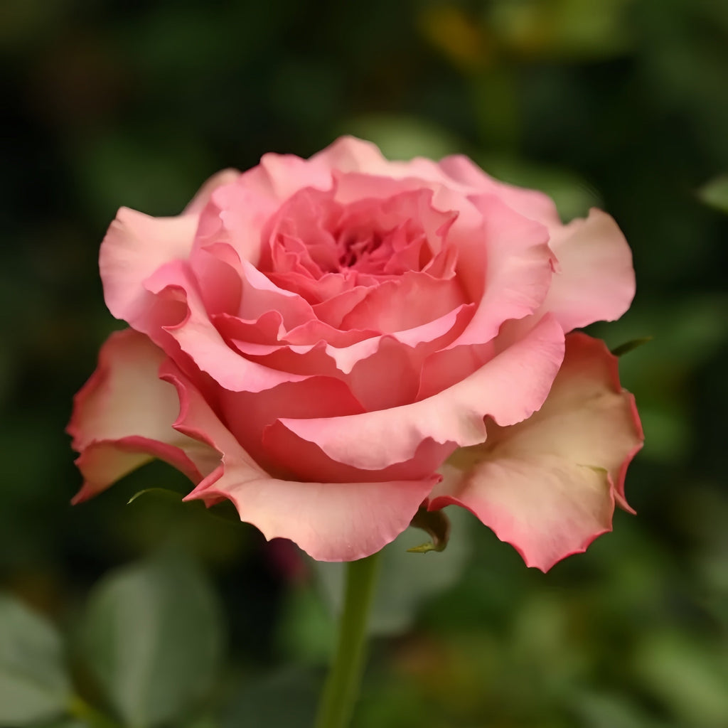 Forest Girl Rose Plant: The Enchanting Cut Rose for Your Garden & Vases