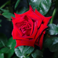 Freedom Rose Plant: The Resilient Deep Red Rose for Discerning Gardeners