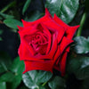 Freedom Rose Plant: The Resilient Deep Red Rose for Discerning Gardeners