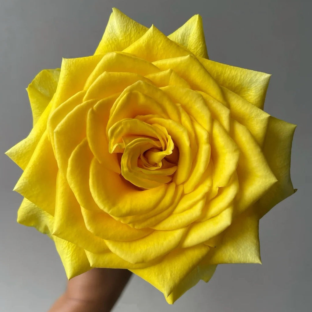 Goldfinch Rose Plant: The Cut Flower Rose Professionals Choose for Golden Blooms