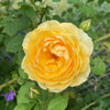 Graham Thomas Rose for Sale – Why This Famous Yellow Rose May Not Suit Every Garden