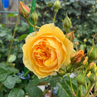 Graham Thomas Rose Plant: The Golden Yellow Climbing Rose Your Garden Needs
