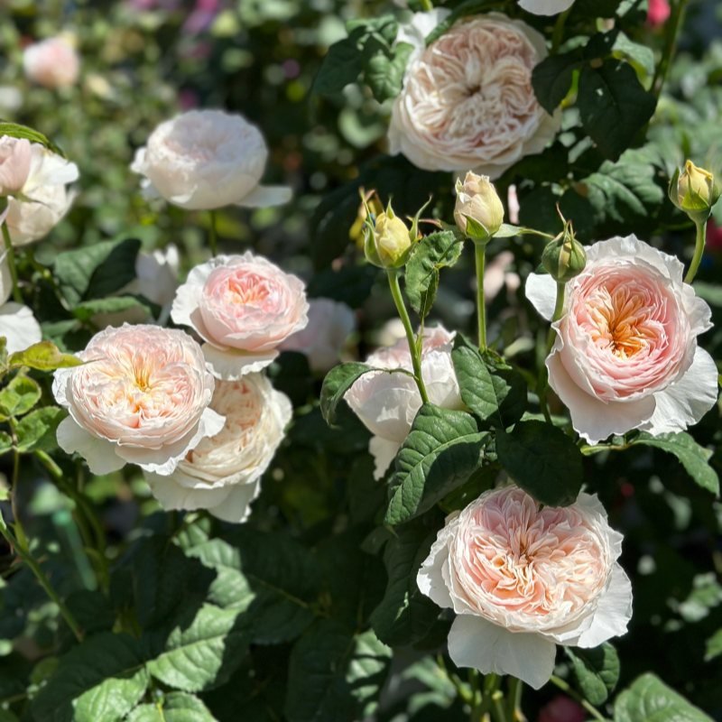 Comprehensive Guide to Rose Cultivation Techniques