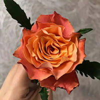 Jamaica Rose Plant: The Retro Beauty for Modern Gardens & Floristry