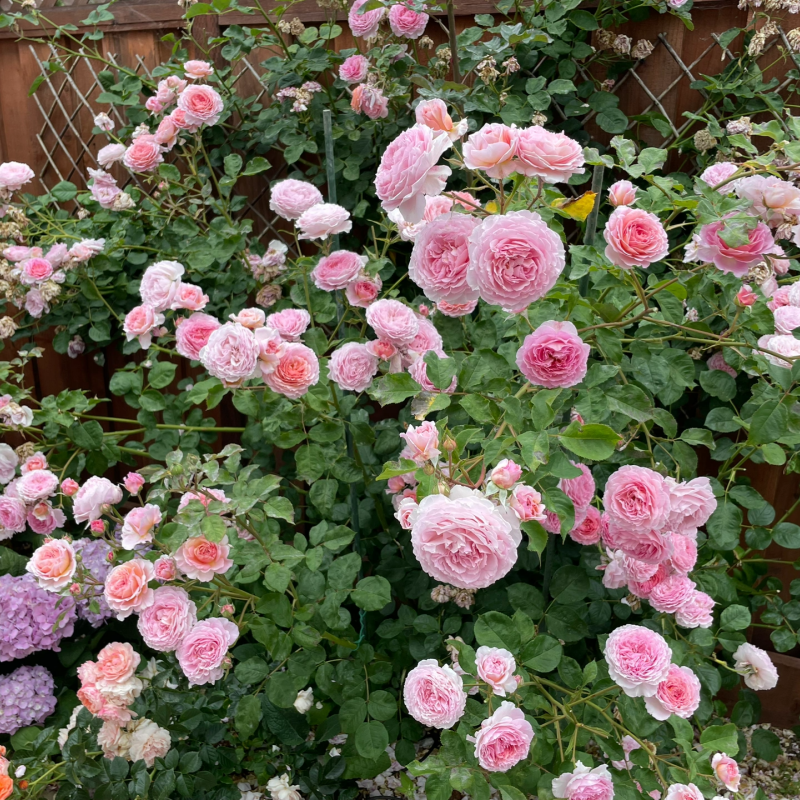 The Ultimate Guide to Growing Roses: From Seedlings to Blooming