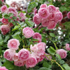 Jasmina Rose – Symbol of Romantic Love, Elegance & Resilience