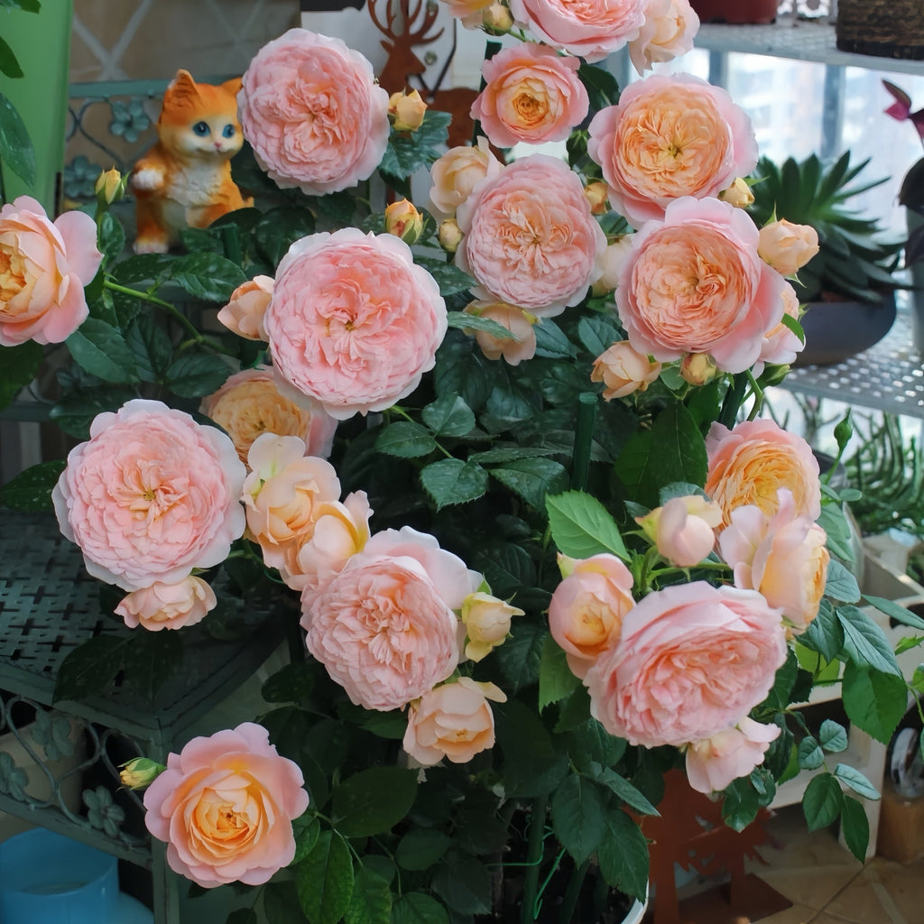 🌸 Ju Zi Rose – A Modern Chinese Rose Full of Warmth and Elegance