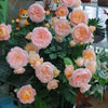 🌸 Ju Zi Rose – A Modern Chinese Rose Full of Warmth and Elegance