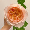 The Ultimate Guide to David Austin Wedding Roses – 10 Timeless Varieties Every Bride Should Know