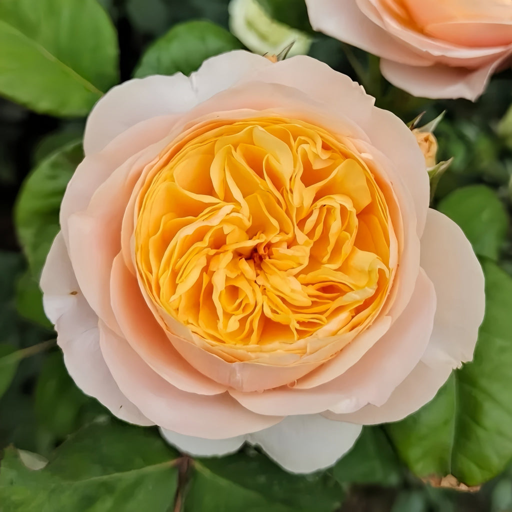 Juliet Rose: Complete Guide