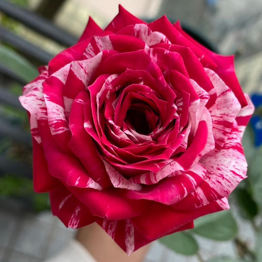 Julio Iglesias Rose Plant: Unveiling the Striped Beauty for Your Garden