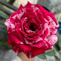 Julio Iglesias Rose Plant: Unveiling the Striped Beauty for Your Garden