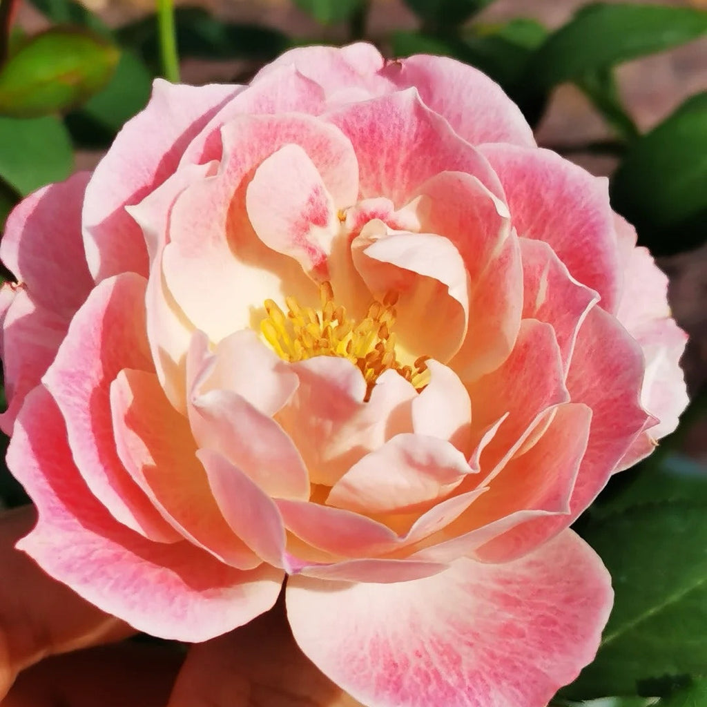 Kalin Rose Plant: Unveiling Japan's Vintage Pink Beauty for Your Garden