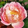 Kalin Rose Plant: Unveiling Japan's Vintage Pink Beauty for Your Garden