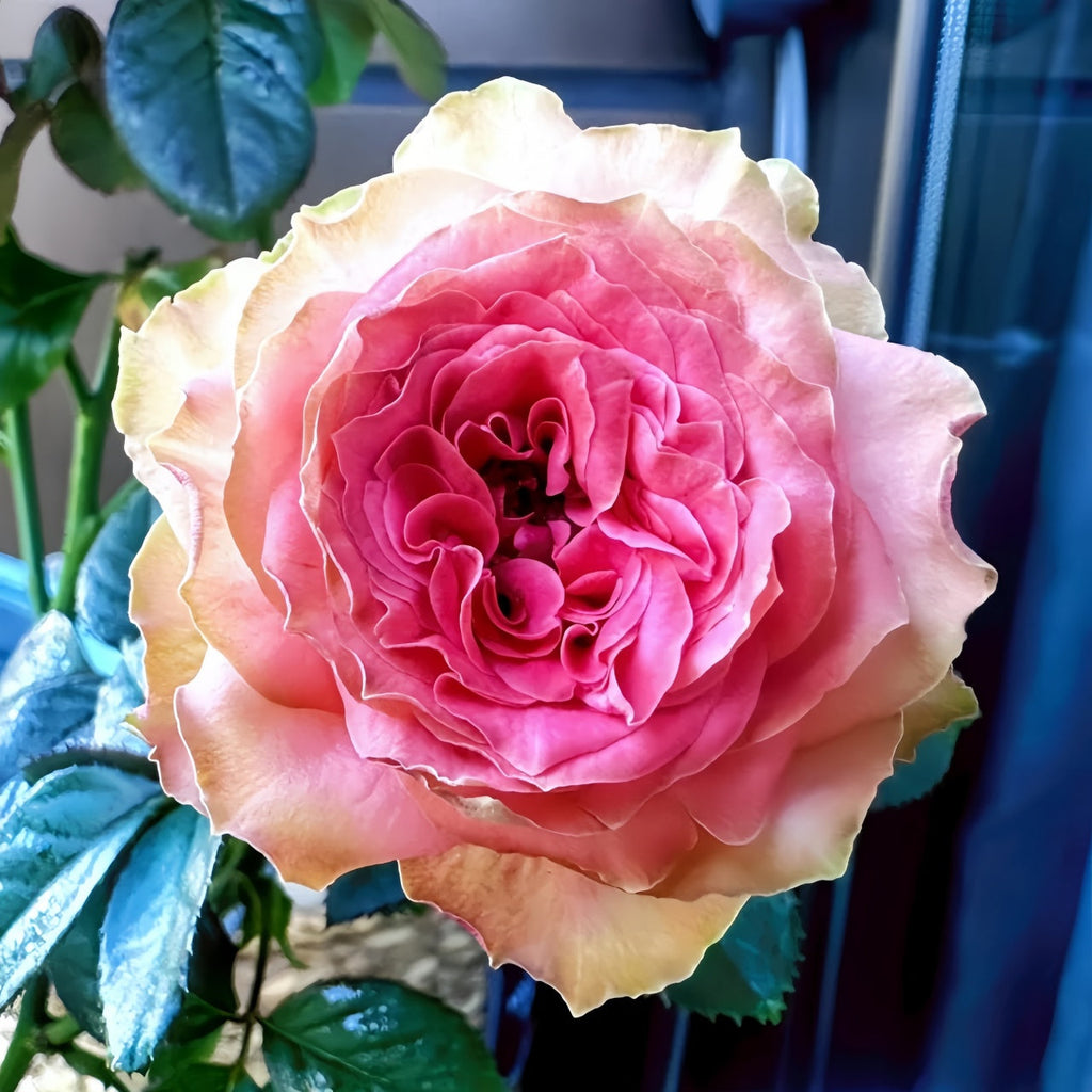 Kawa Rose Plant: Unveiling the Cream Coral Beauty for Your Garden