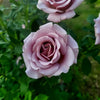 Does the Koko Loko Rose change color?