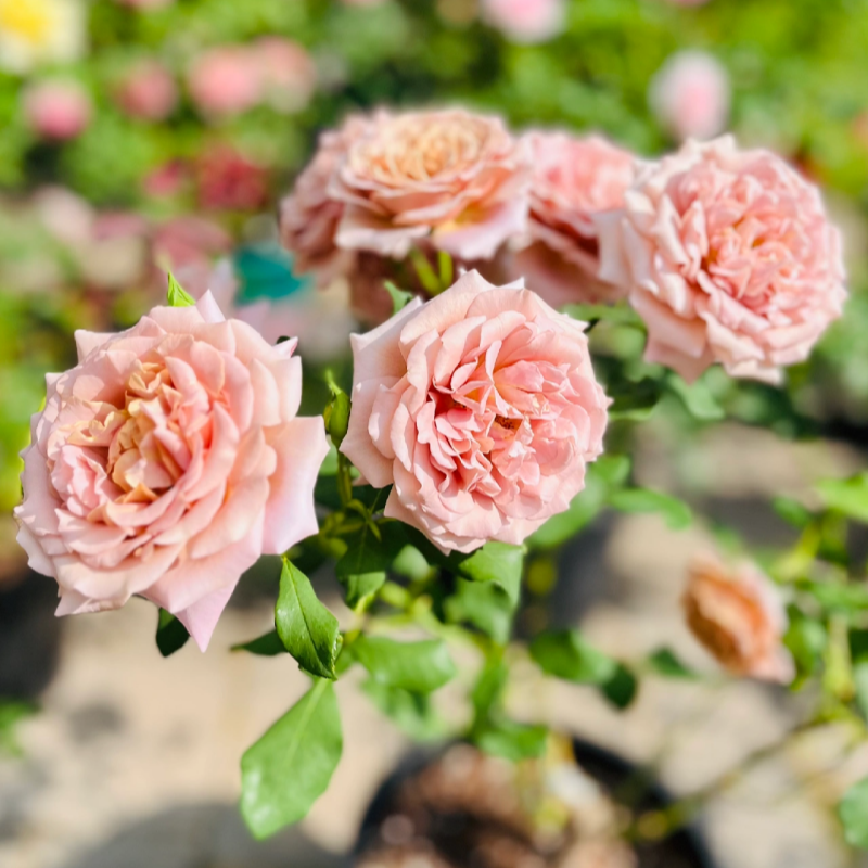 Comprehensive Guide to Planting and Potting Roses: Ground and Container Methods