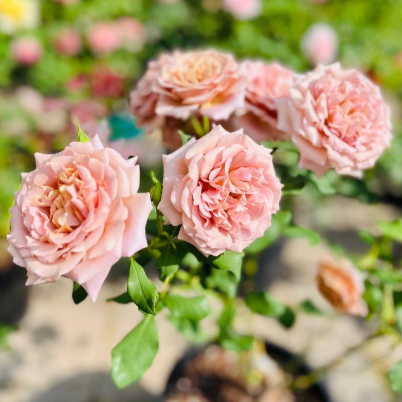 Comprehensive Guide to Planting and Potting Roses: Ground and Containe ...