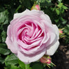 Konigin Marie Rose Plant: The Professional's Choice for Unrivaled Garden Beauty