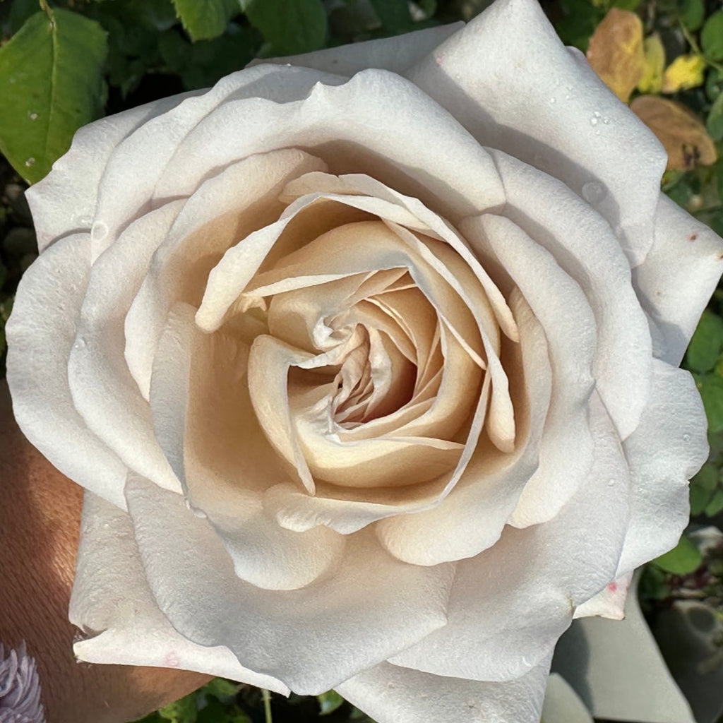 Life. Log Roses La Vida Loca Rose Plant: The New Standard for Elegance in Your Garden ...