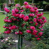 Top 11 Most Fragrant Climbing Roses – Must-Have Varieties for Your Garden