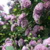 Lavender Bouquet: A Thornless Climbing Rose for Romantic Purple Walls