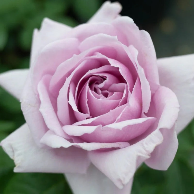 Top 5 Most Beautiful Blue Roses in the World