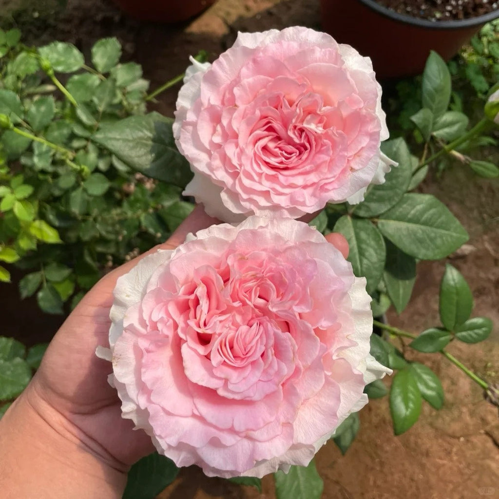 Mandala Rose Plant: The Elegant Cut Flower for Discerning Growers
