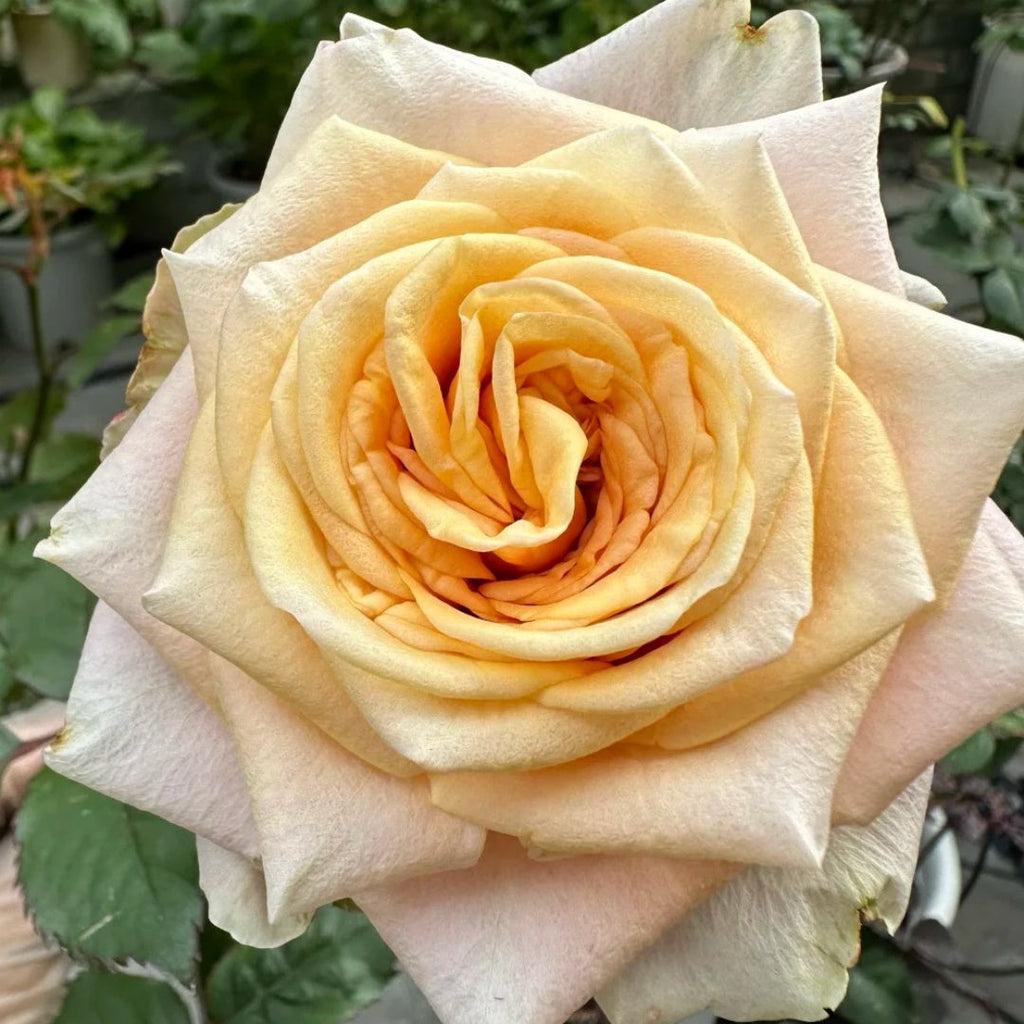Marosa Rose Plant (Tantau): The Bi-Color Beauty for Professional Growers?