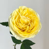 Medina Rose Plant: Why This Unique Yellow Cut Rose is a Must-Have