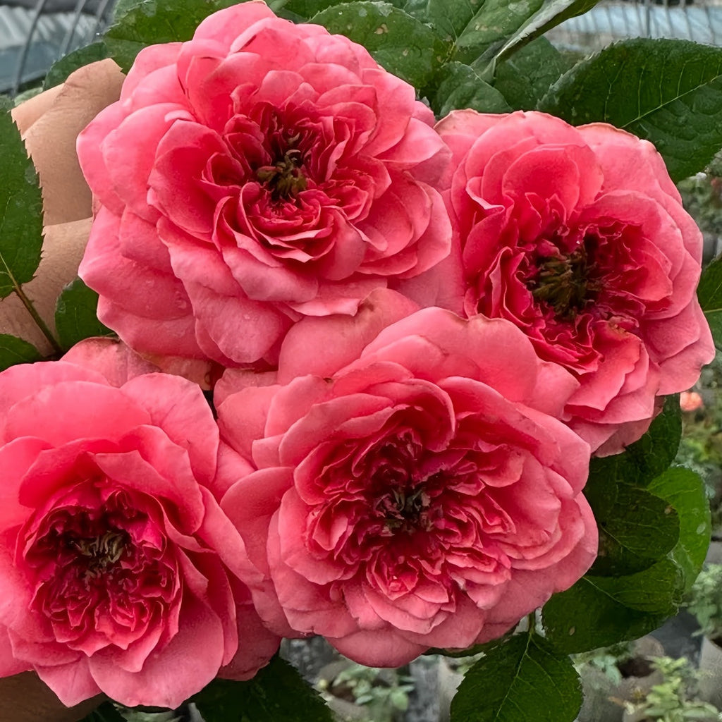 Are Rose Plants Perennial? A Complete Guide to Rose Lifespans