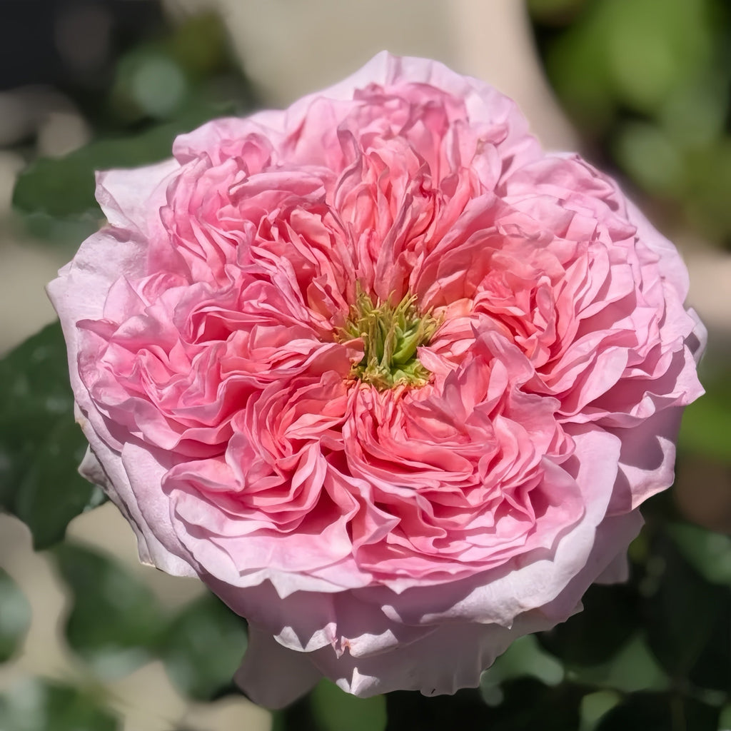 Millicent Rose – A Romantic New David Austin Release