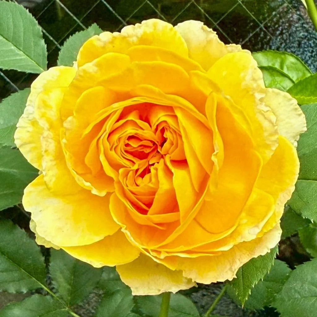 Molineux Rose Plant: The Golden Jewel for Every Garden