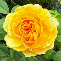 Molineux Rose Plant: The Golden Jewel for Every Garden