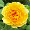 Molineux Rose Plant: The Golden Jewel for Every Garden