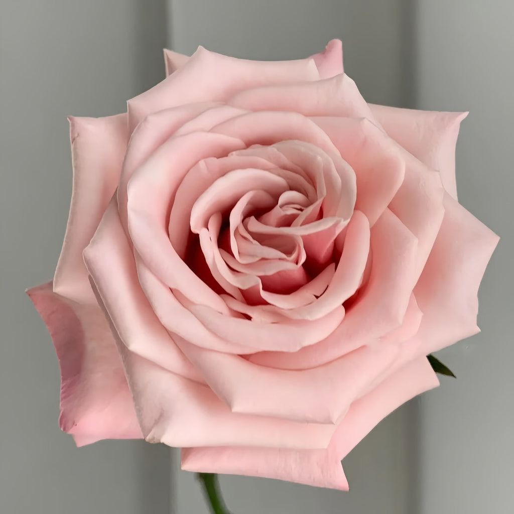 Mziya Rose Plant|姆奇亚小姐