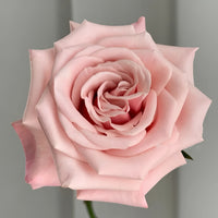 Mziya Rose Plant|姆奇亚小姐