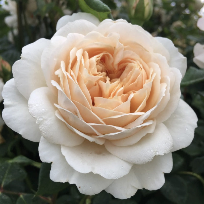 Exploring the World’s Leading Rose Breeding Companies: A Guide for Ros ...