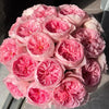 Nicole Robin Rose Plant by Schreurs: The Future of Floral Elegance