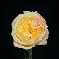 Osmanthus Chestnut Crispy Rose Plant: The Elegant Addition Your Garden Needs?