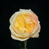 Osmanthus Chestnut Crispy Rose Plant: The Elegant Addition Your Garden Needs?