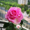 Untitled Article