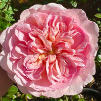 Pheobe Rose Plant (David Austin): The New English Rose Your Garden Needs in 2025