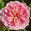 Pheobe Rose Plant (David Austin): The New English Rose Your Garden Needs in 2025