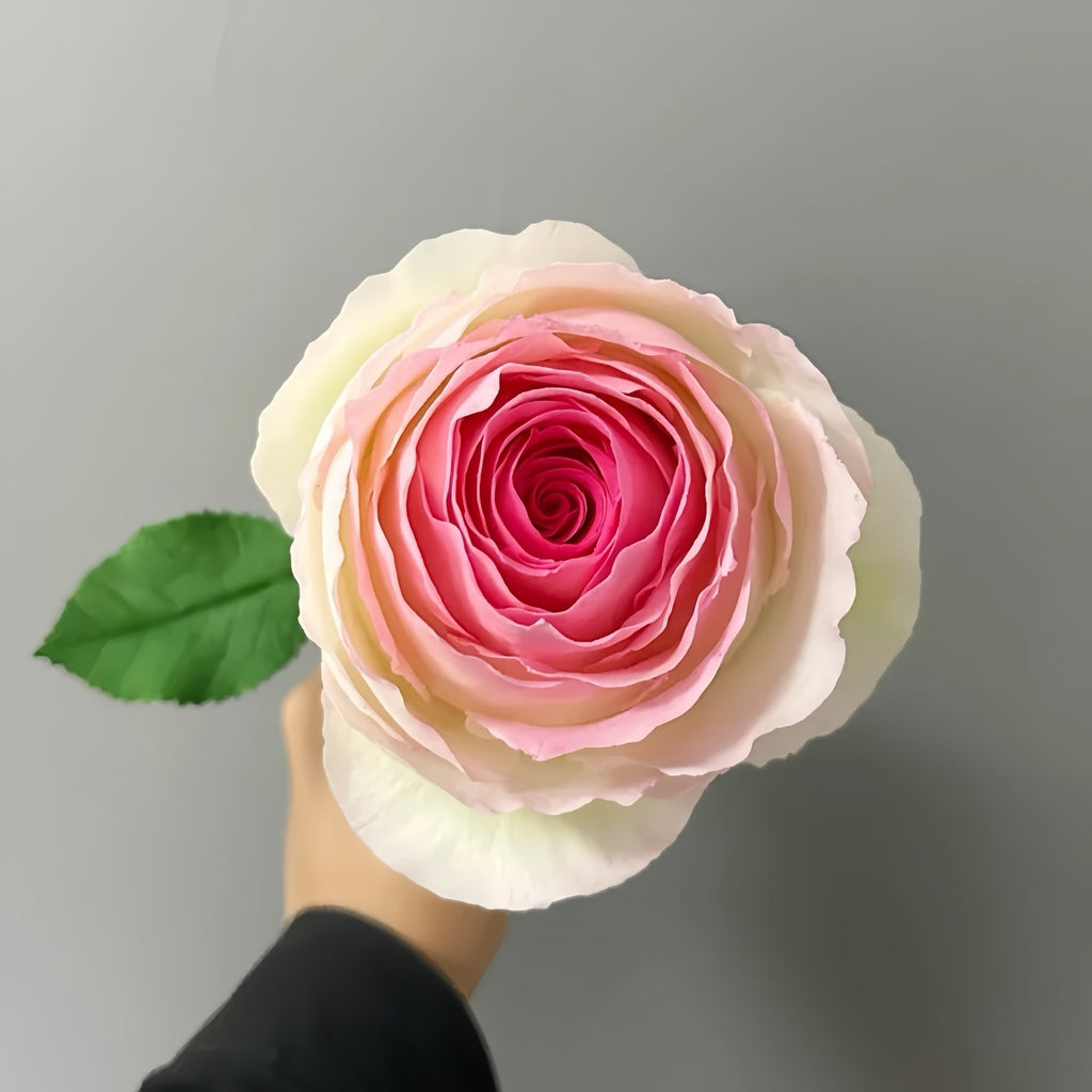 Top 3 Most Beautiful Pink Roses in the World&nbsp;