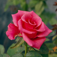 Pink Tacazzi+ Rose Plant: The Professional's Choice for Unrivaled Blooms