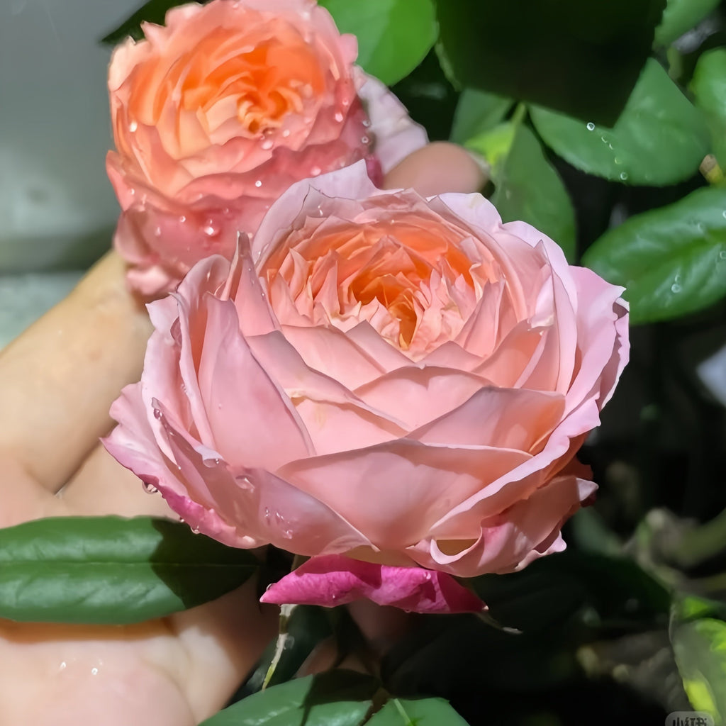 Princess Sakura Rose – A Japanese Cherry Blossom Beauty