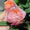 Princess Sakura Rose – A Japanese Cherry Blossom Beauty